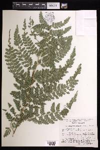 Dennstaedtia bipinnata image