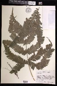 Pteris khasiana subsp. fauriei image