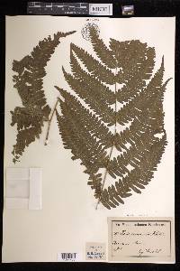 Pteris linearis image