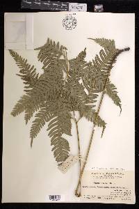 Pteris khasiana subsp. fauriei image