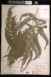 Pteris aspericaulis image