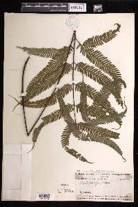 Pteris biaurita subsp. fornicata image