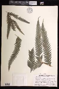 Pteris dentata image