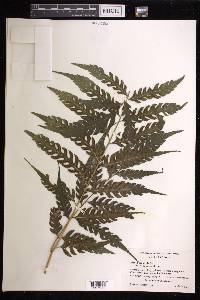 Pteris podophylla image