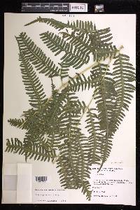 Pteris quadriaurita image