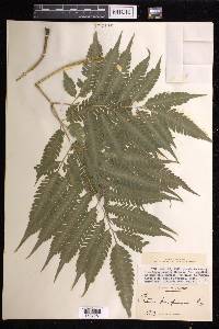 Pteris propinqua image