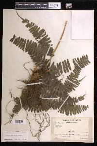 Pteris paucinervata image