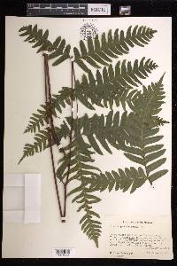 Pteris paucinervata image