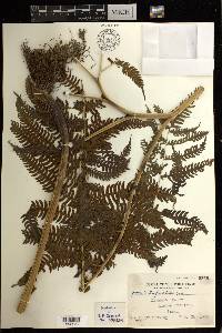 Pteris tripartita image