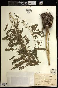 Pteris tripartita image