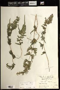 Pteris dispar image