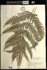 Pteris comans image