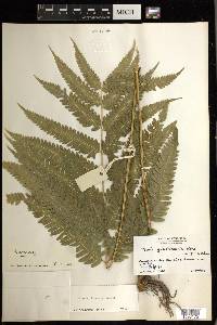 Pteris arisanensis image