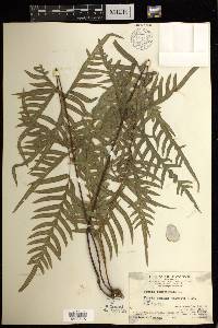 Pteris semipinnata image