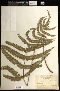 Pteris quadriaurita image