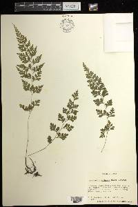 Dennstaedtia wilfordii image