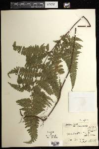 Dennstaedtia zeylanica image