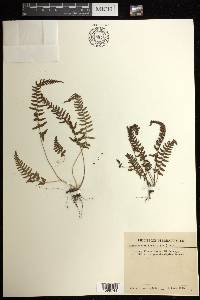 Dennstaedtia hirsuta image