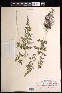 Dennstaedtia wilfordii image