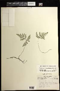 Cystopteris montana image