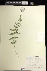 Cystopteris laurentiana image