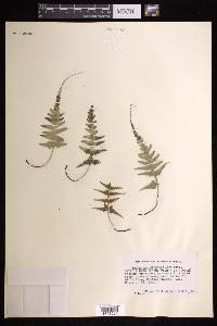 Asplenium pinnatifidum image