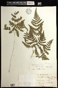 Gymnocarpium fedtschenkoanum image