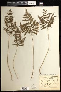 Gymnocarpium robertianum image