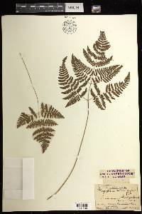 Gymnocarpium robertianum image