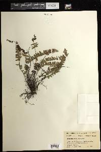 Asplenium resiliens image