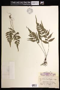 Asplenium abscissum image