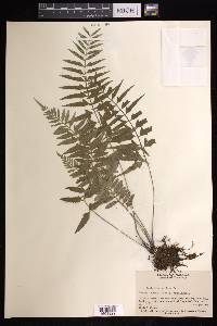 Asplenium auritum image