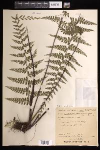 Asplenium flabellulatum image