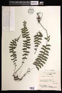 Asplenium barbaense image