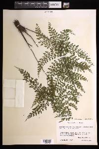 Asplenium flabellulatum image