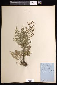 Asplenium auritum image