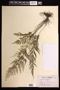 Asplenium fragrans image