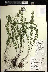 Asplenium monanthes image