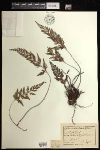 Asplenium adiantum-nigrum image