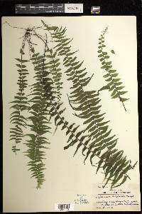 Asplenium harpeodes image