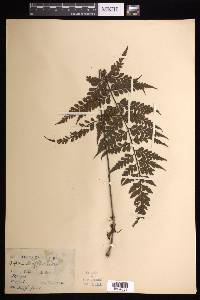 Asplenium affine image