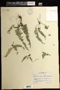 Asplenium myriophyllum image