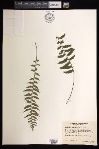 Asplenium pteropus image