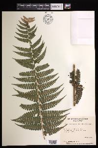 Dennstaedtia globulifera image