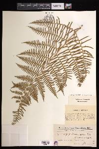 Pteridium caudatum image