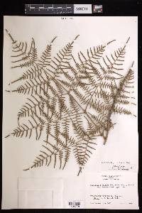 Pteridium caudatum image