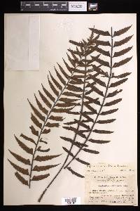 Asplenium crinicaule image