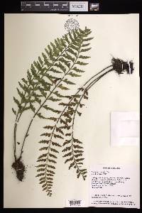 Asplenium crinicaule image