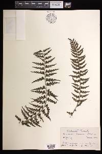 Asplenium crinicaule image