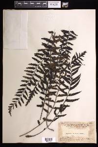 Asplenium crinicaule image